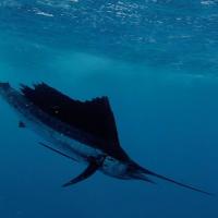 Sailfish