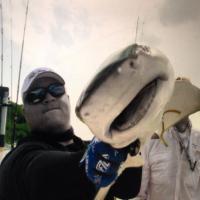 shark fishing