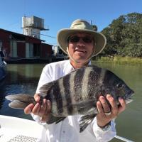 Black Drum