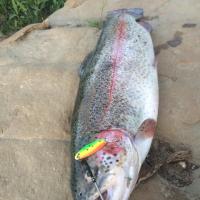 Great Catch! Trout