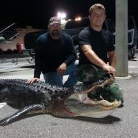 Nice Gator