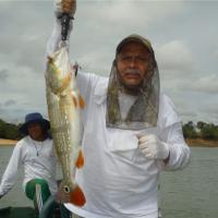 Peacock Bass
