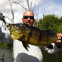 12-pound Peacock Bass