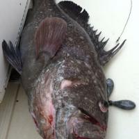 Grouper