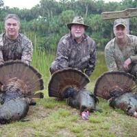 Triple Osceola Turkeys