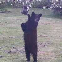 Little Bear at The Bird Feeder