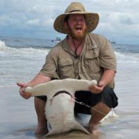 Scalloped Hammerhead Shark