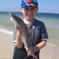 Atlantic Sharpnose Shark