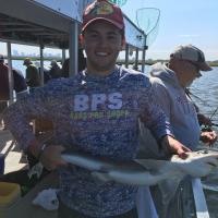 Shark