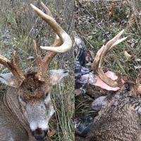 10-Point Rack