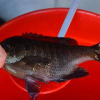 Small Pond Bull Blue Gill