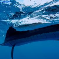 Sailfish