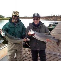 Silver Salmon