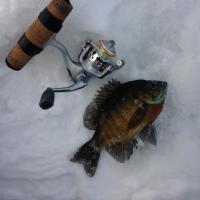 Big Gill Caught on a Frabill Ice Combo