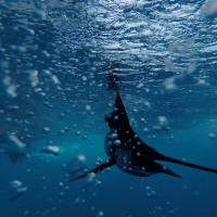 Sailfish