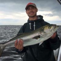 Saltwater Bluefish