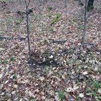Seeing Lots of Scrapes; The Ruts Picking Up in The North