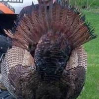 Prized Turkey Tail Fan