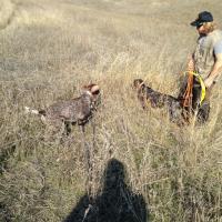 Working the dogs