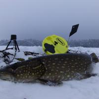 Iced Pike On a Frabill Pro Thermal Tip Up
