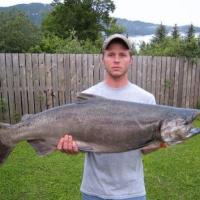30 lb King Salmon